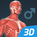 Human body (male)